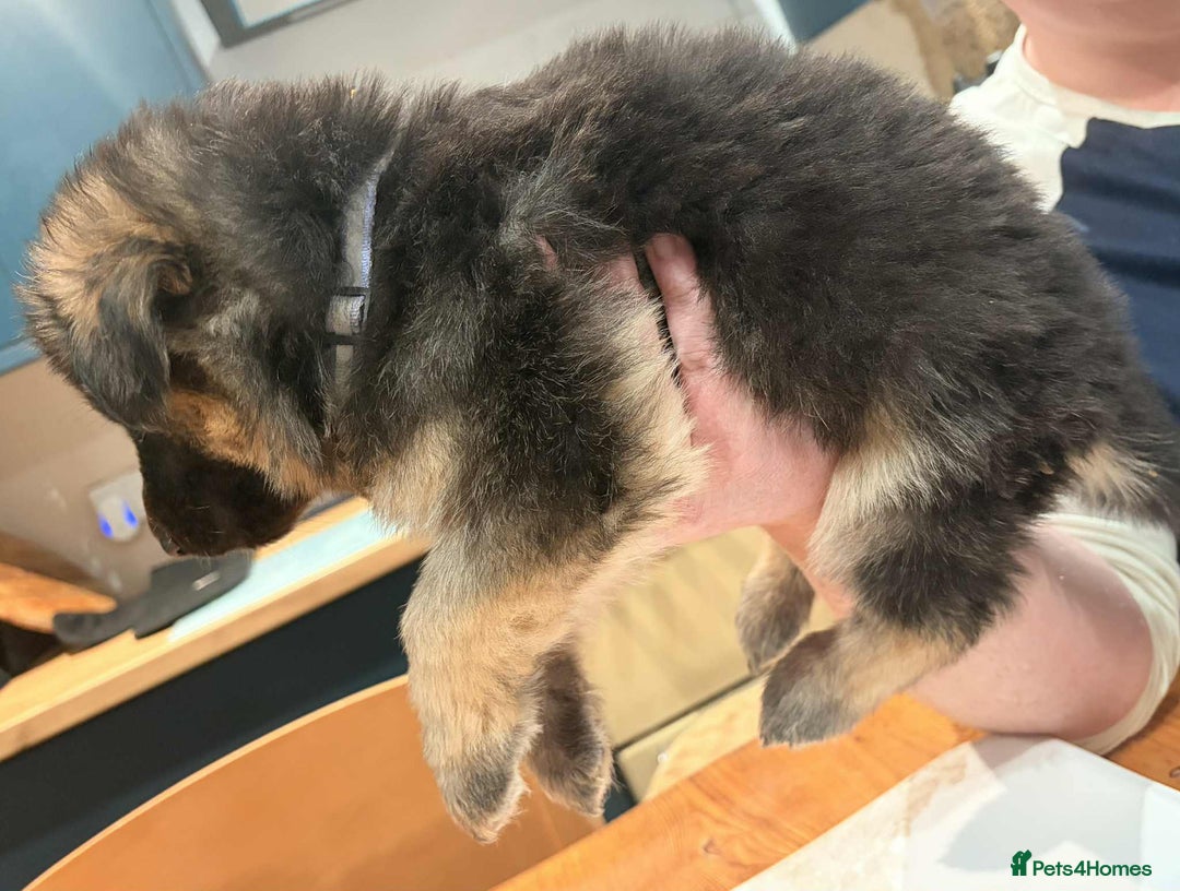 German Shepherd dogs for sale: KC Reg German Shepard's - Advert 15