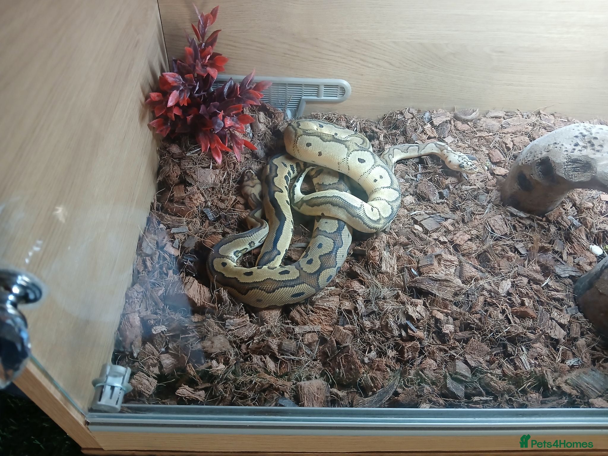 Python Snake reptiles Two Royal pytones  - Advert 3