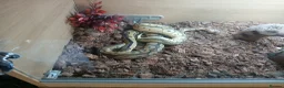 Python Snake reptiles for sale: Two Royal pytones  in Nottingham - Advert 1