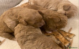 Cavapoo dogs for sale: Gorgeous Teddybear Cavapoo Puppies health checked  - Advert 35