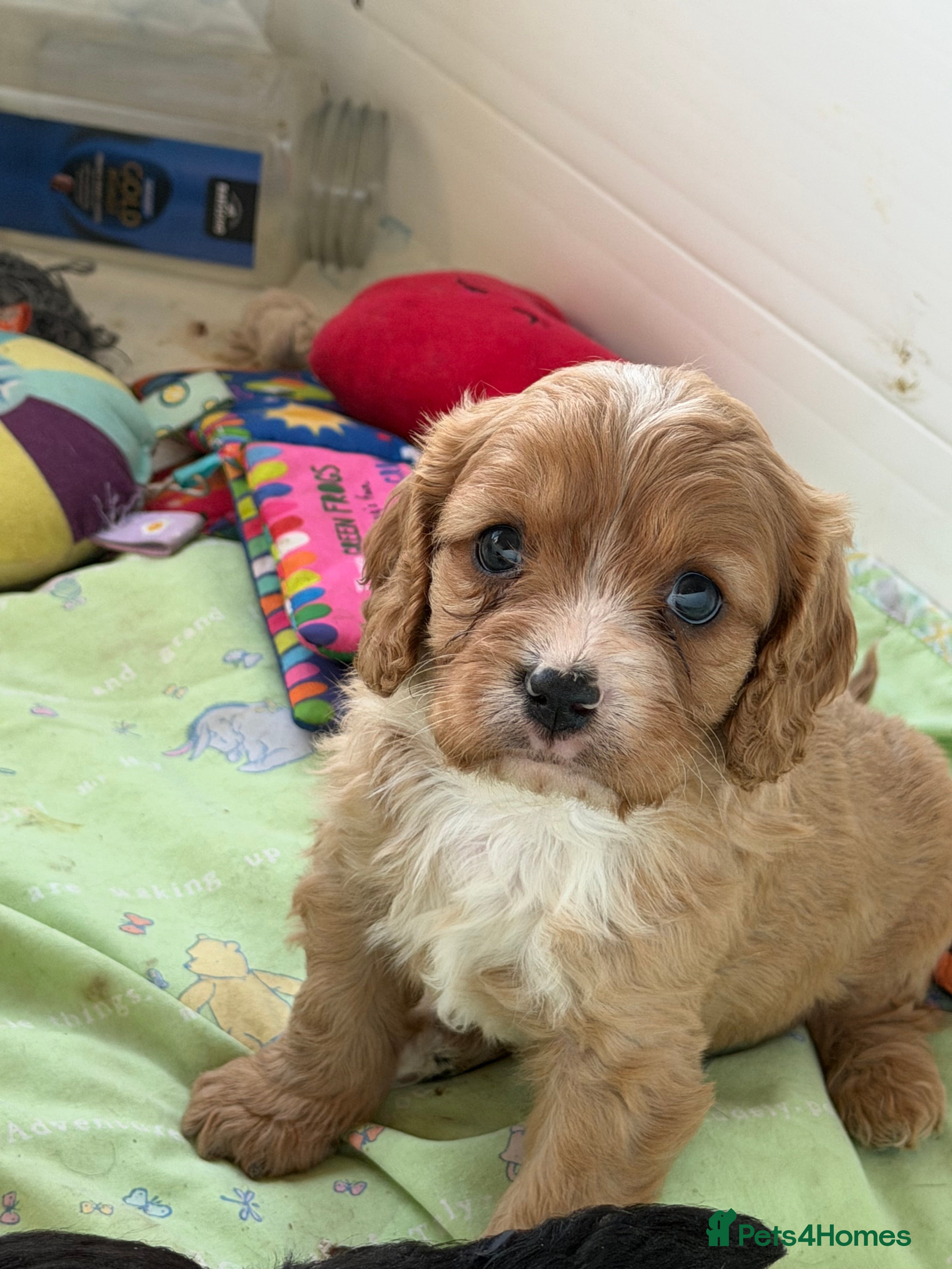 Cavapoo dogs Stunning cavapoo puppies ready 9th January  - Advert 6
