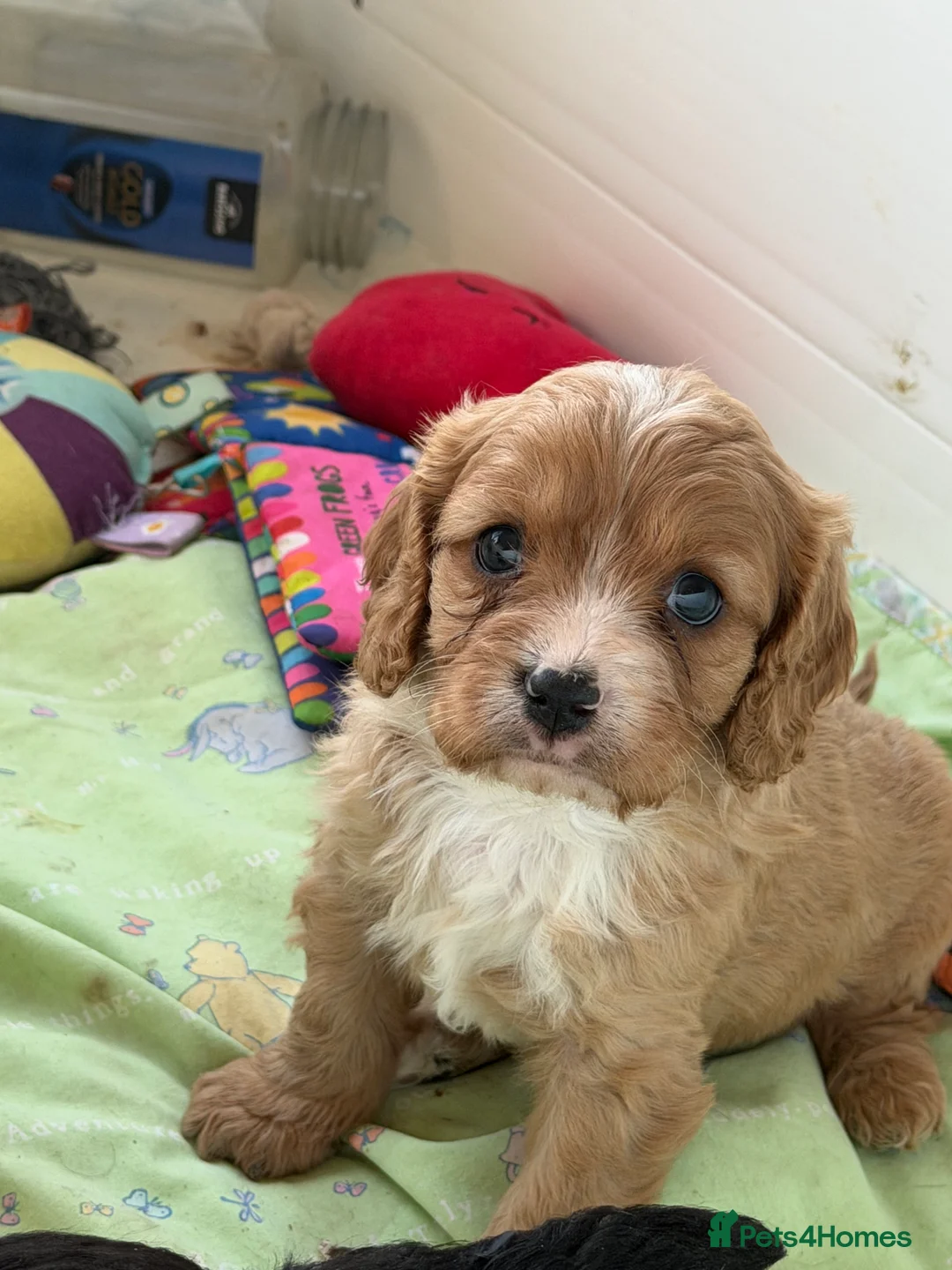 Cavapoo dogs for sale: Stunning cavapoo puppies ready 9th January  - Advert 2