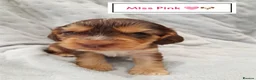Cocker Spaniel dogs for sale: ❤️ 🐶Beautiful Show Type Cocker Puppies🐶❤️  - Advert 23