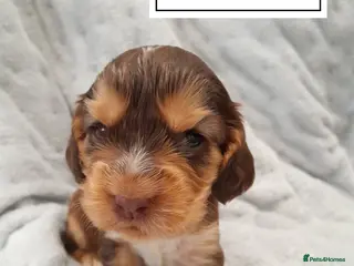 Cocker Spaniel dogs ❤️ 🐶Beautiful Show Type Cocker Puppies🐶❤️ - Advert 6