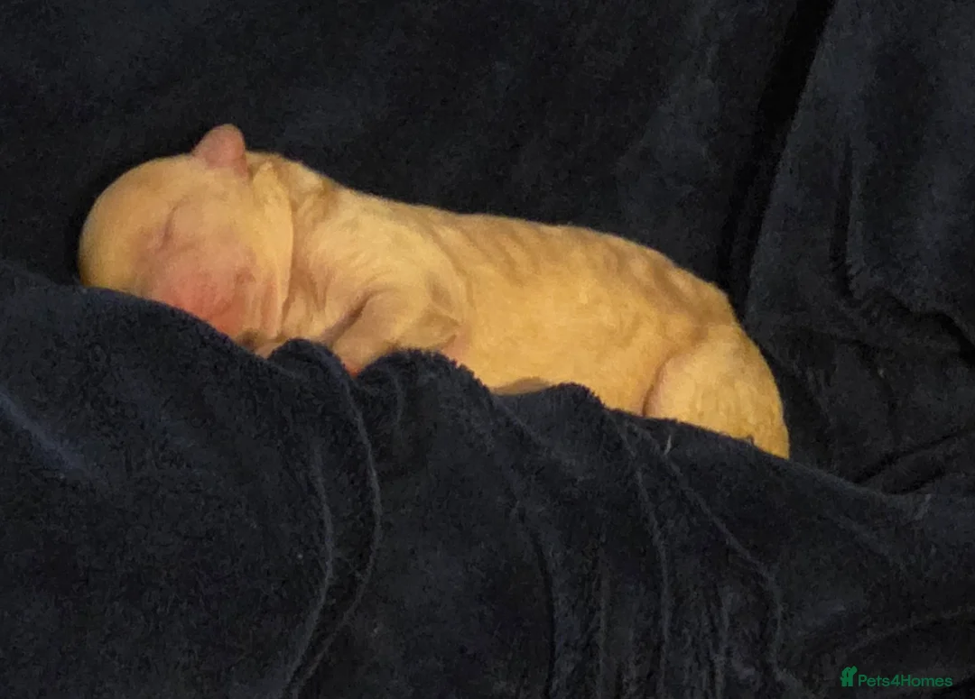 Toy Poodle dogs for sale: Gorgeous teddy bear toy poodle  in Elland - Advert 7