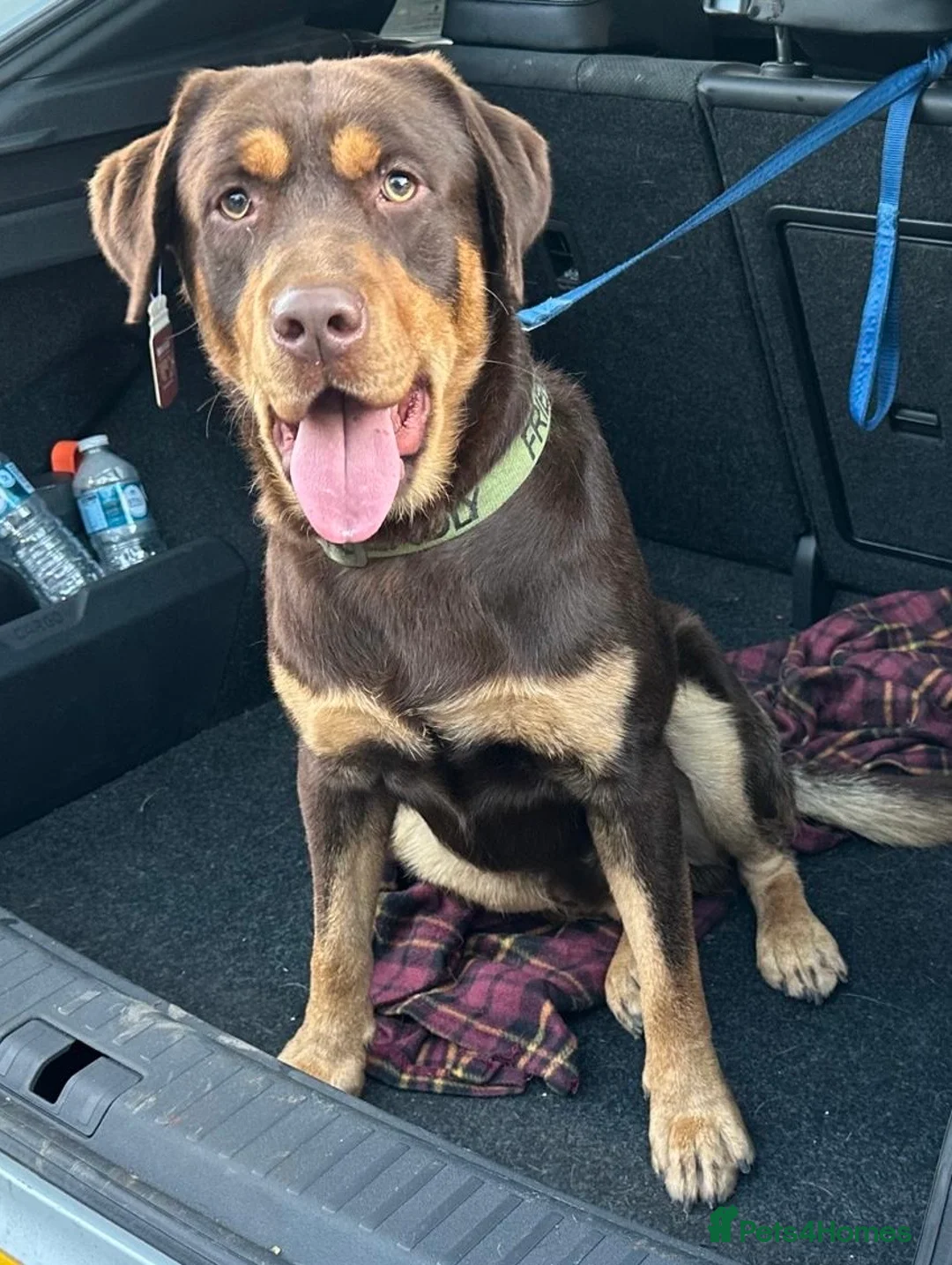 Labrador Retriever dogs for stud: Stunning pure Labrador for stud  in Manchester - Advert 2