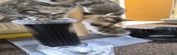 Mixed Breed cats for sale: Gorgeous kittens - Advert 7