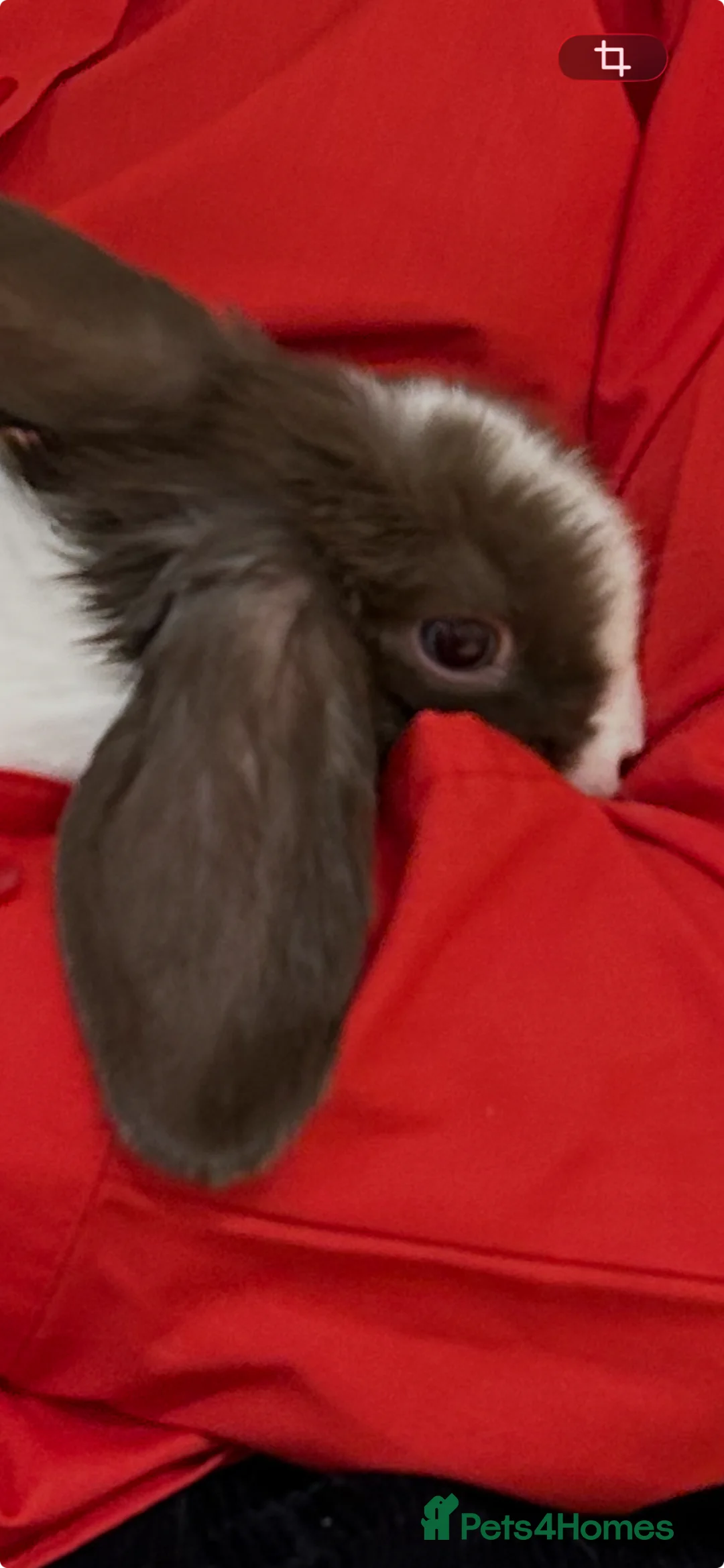 Mini Lop rabbits for sale: Pair of Gorgeous Bonded Pure Bred Mini Lop Bunnies in London - Advert 11