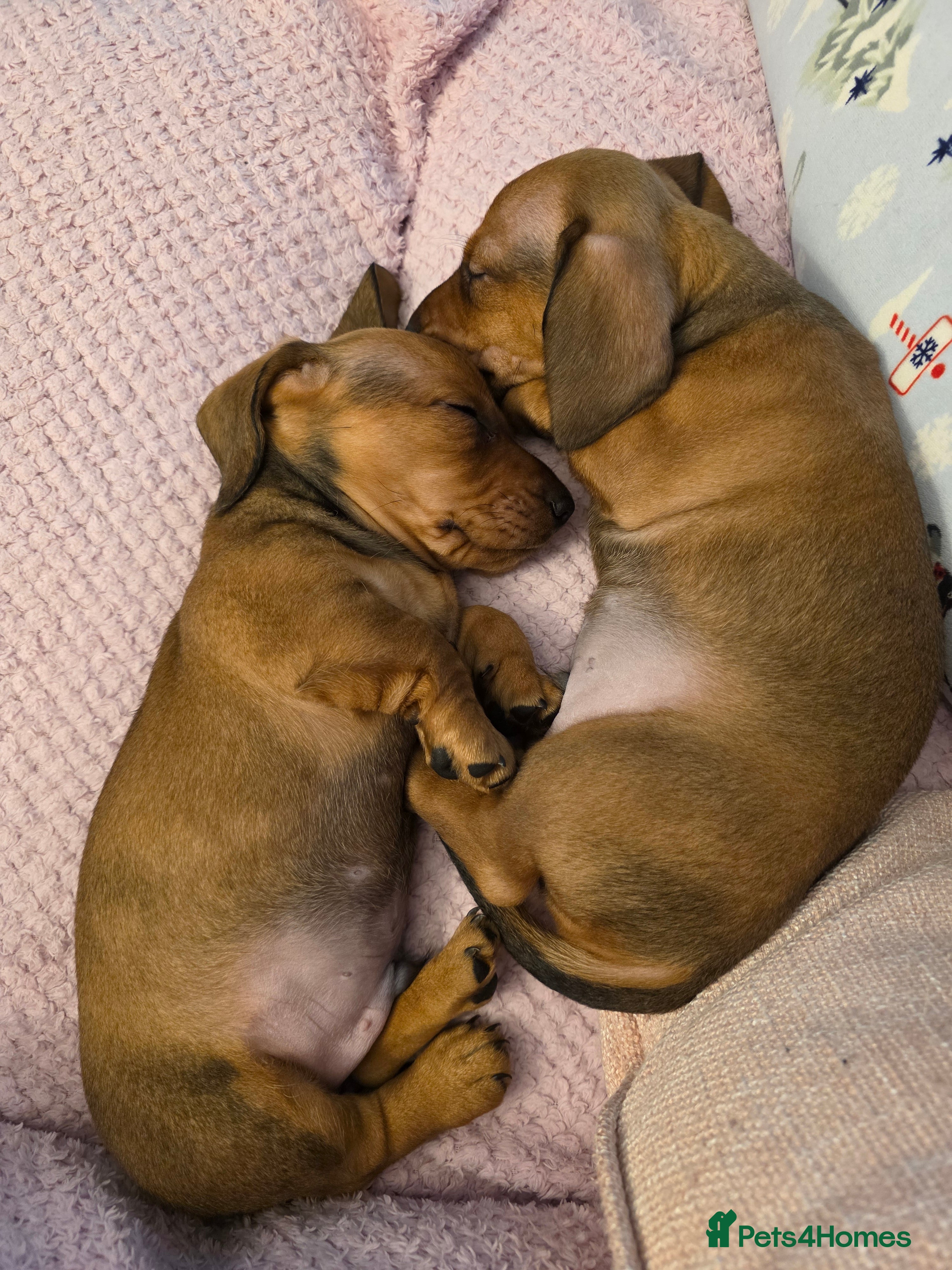 Miniature Dachshund dogs Miniture dashaunds  - Advert 18