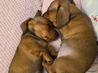 Miniature Dachshund dogs Miniture dashaunds - Advert 18