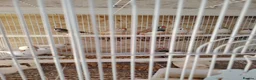 Finches birds for sale: Zebra finch  - Advert 5