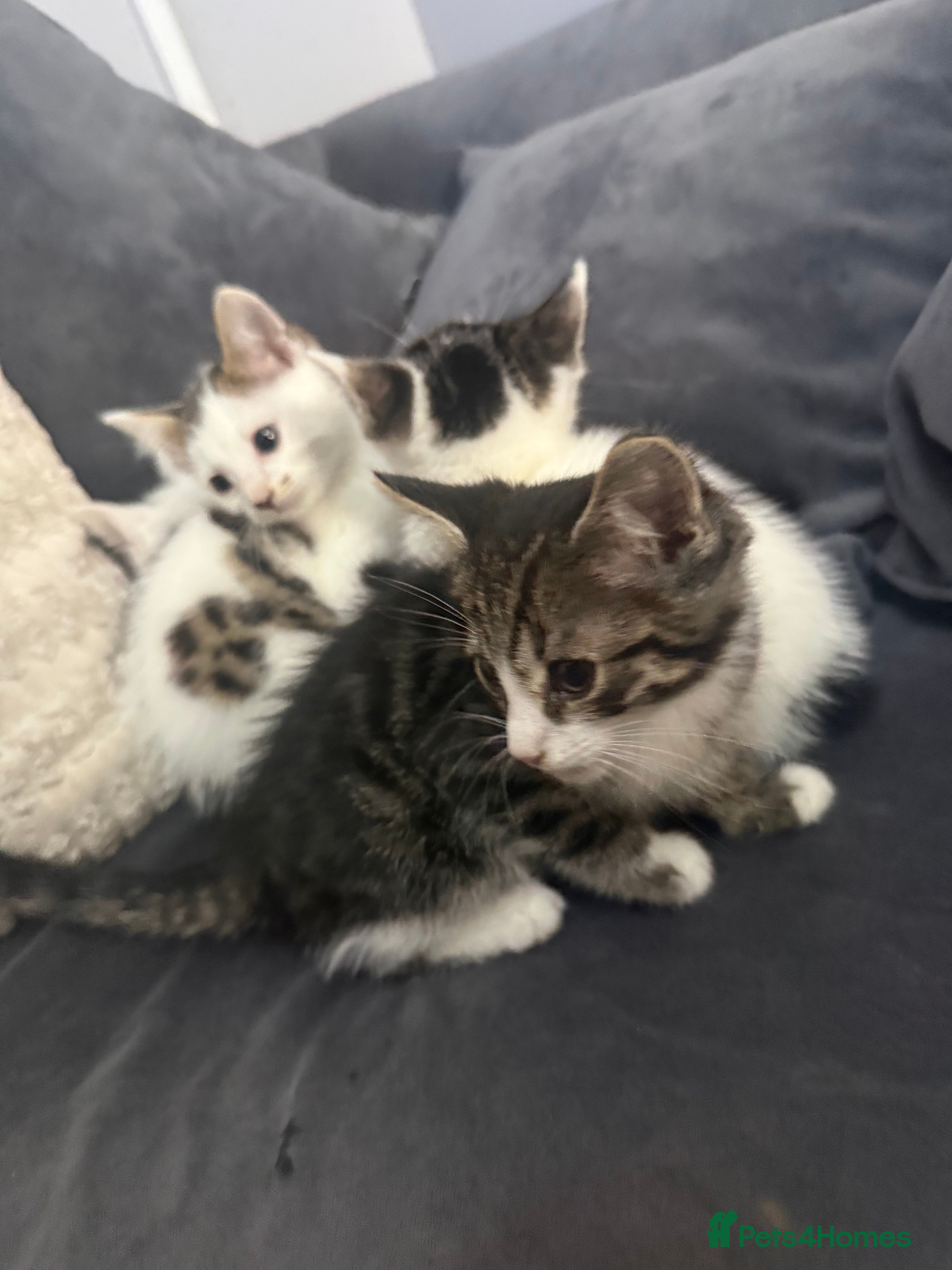 Mixed Breed cats 4 cute kittens ready now 💙💙💙💗 - Advert 2