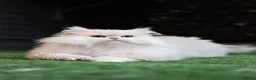 British Longhair cats for sale: SPAYED RETIRED 3 YR QUEEN  - Advert 5