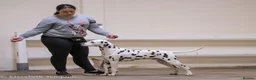 Dalmatian dogs for stud: Health tested crufts winner available at stud  in Aberdare - Advert 3