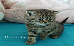 British Shorthair cats for sale: Bsh and Scottish straight mix - Image 5