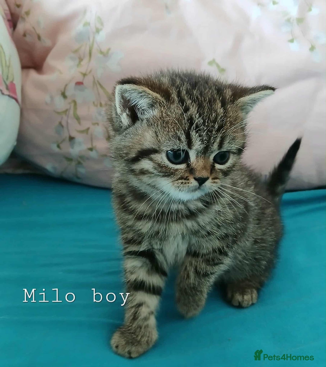 British Shorthair cats for sale: Bsh and Scottish straight mix - Image 5