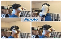 Sprollie dogs for sale: Litter of 9 sprollie pups available! in Preston - Image 21