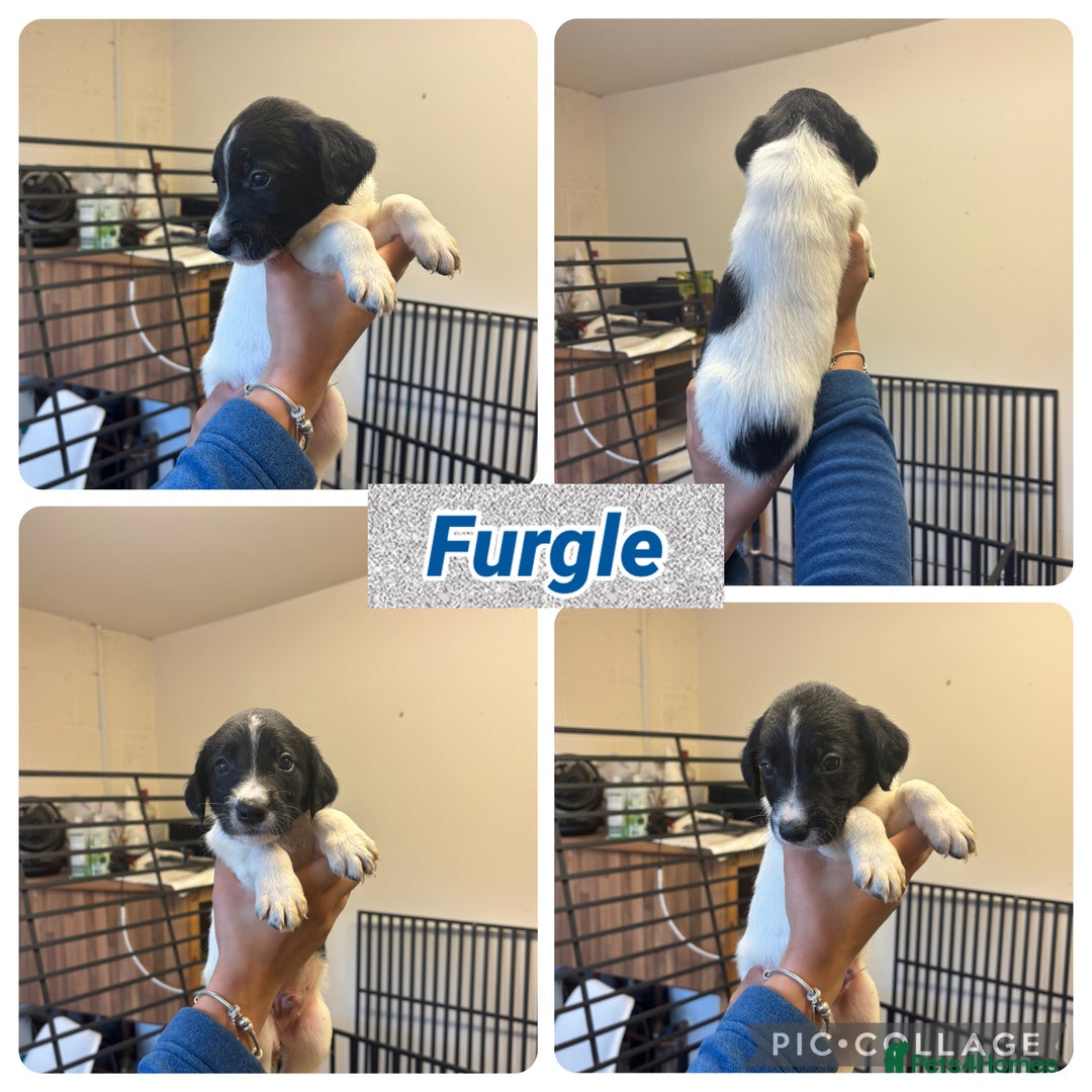 Sprollie dogs for sale: Litter of 9 sprollie pups available! in Preston - Image 21