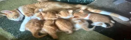Mixed Breed cats for sale: Tabitha has had a joyful litter of 7 beauties! - Advert 21