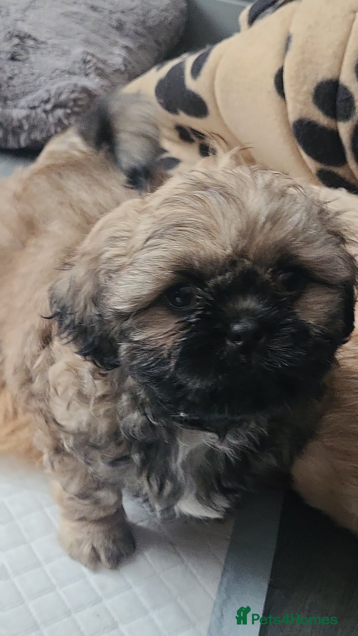 Shih Tzu Puppy 1