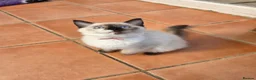 Ragdoll cats for sale: GCCF Reg. Ragdoll kittens. Ready now! - Advert 8