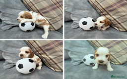 Cocker Spaniel dogs for sale: KC REG Showtype Cocker Spaniel LAST PUP ready 3/8 - Image 21