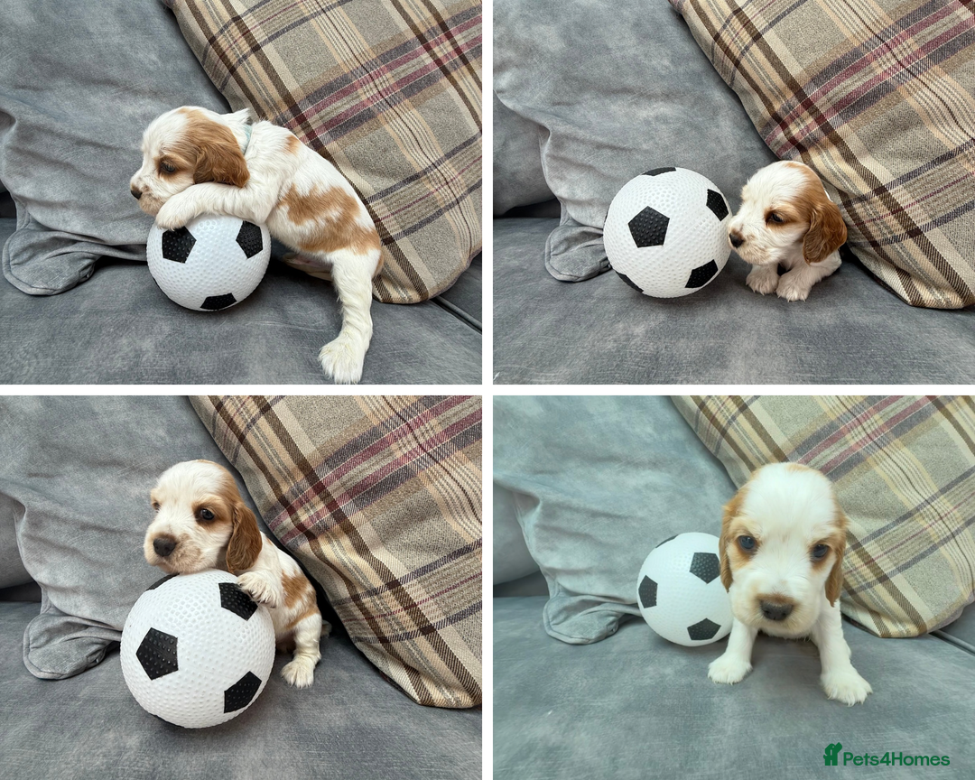 Cocker Spaniel dogs for sale: KC REG Showtype Cocker Spaniel LAST PUP ready 3/8 - Image 21