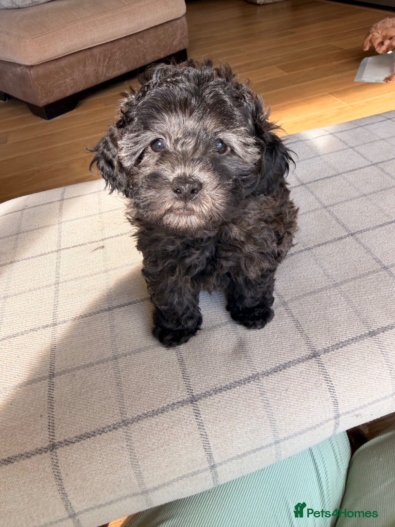 Cavapoochon dogs Handsome toy Cavapoochon puppy - Advert 2