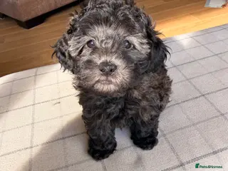 Cavapoochon dogs Handsome toy Cavapoochon puppy - Advert 2