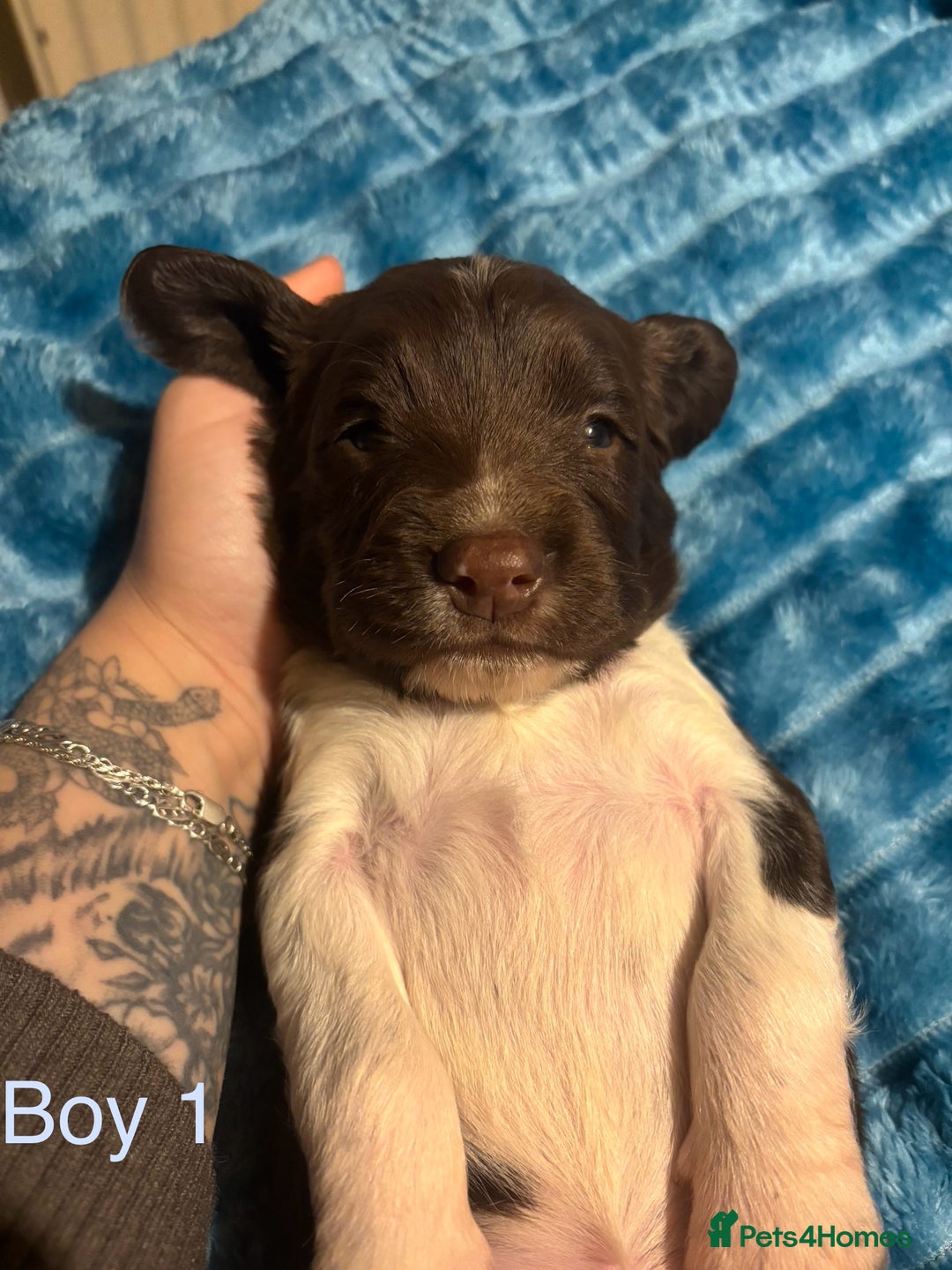 English Springer Spaniel dogs for sale: ✨ KC Registered English Springer Spaniel Puppies ✨ - Advert 38