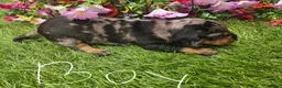 Dachshund dogs for sale: Dachshunds 8 Puppies 5 Girls,  3 Boys - Advert 9
