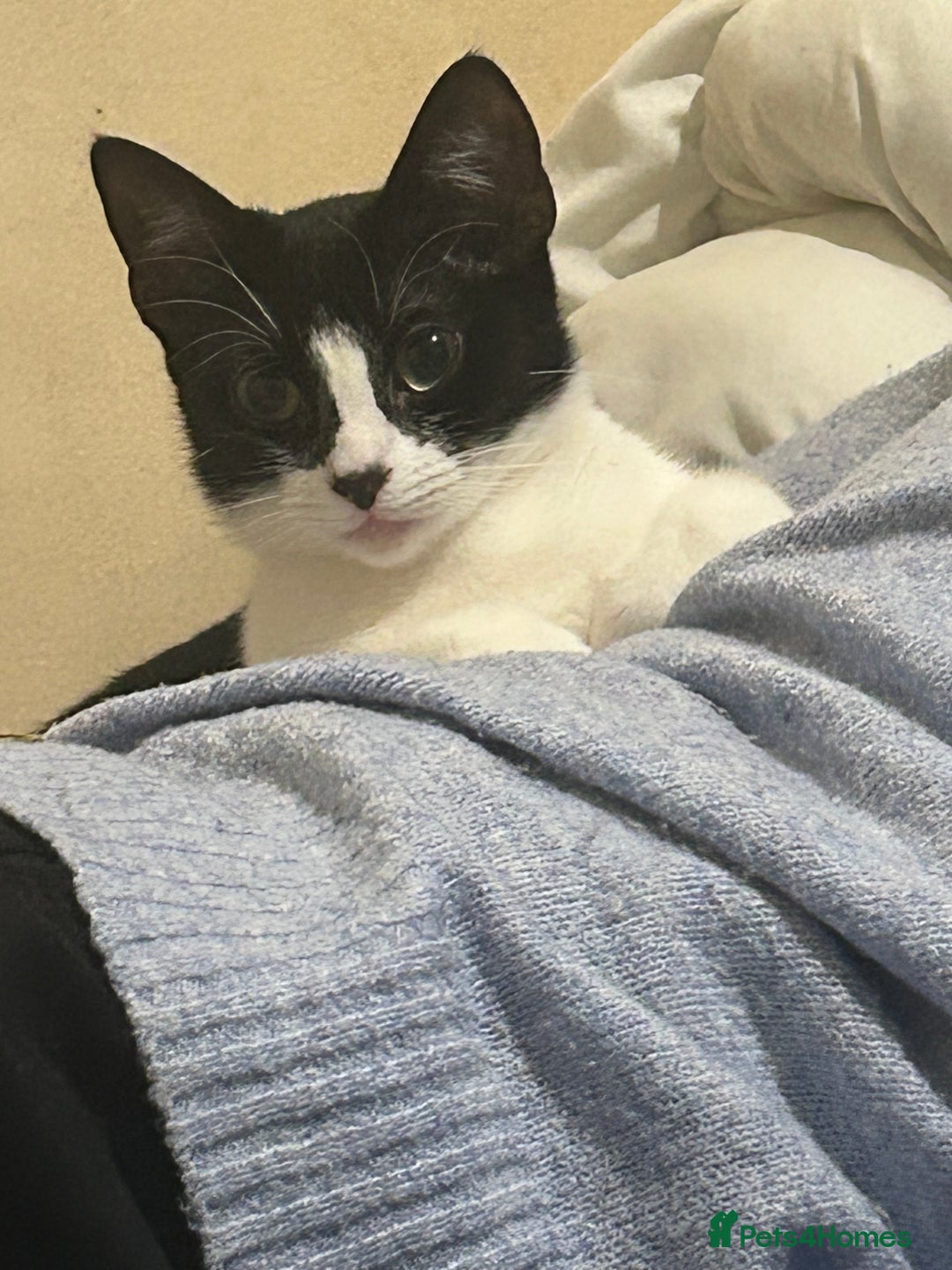 Mixed Breed cats for sale: Playful and loving tuxedo boy - Advert 5
