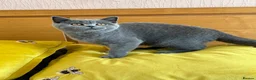 British Shorthair cats for sale: Gccf registered kittens  - Advert 27