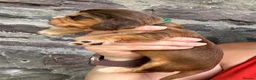 Cocker Spaniel dogs for sale: KC reg Show-type Chocolate & Choc Sable puppies in Brecon - Advert 11