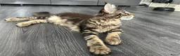 Maine Coon cats for sale: XXL Maine Coons Kittens Champion Sired  - Advert 9