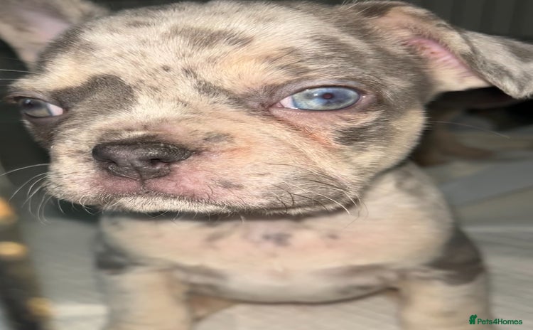 French Bulldog dogs - Advert 1