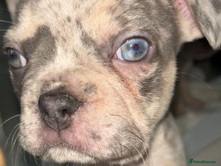 French Bulldog dogs - Advert 1