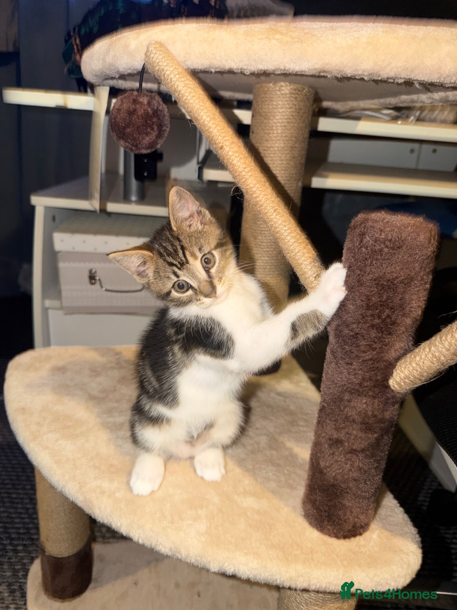 Mixed Breed cats 11 Week Male Kitten - Advert 1