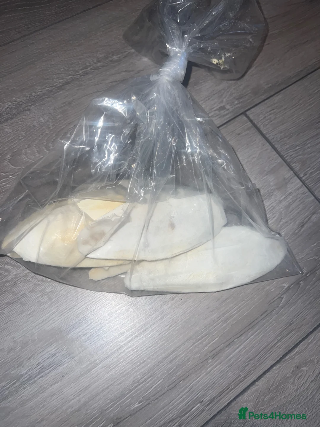 Conures birds for sale: Conure breeding pair  in Hounslow - Advert 8