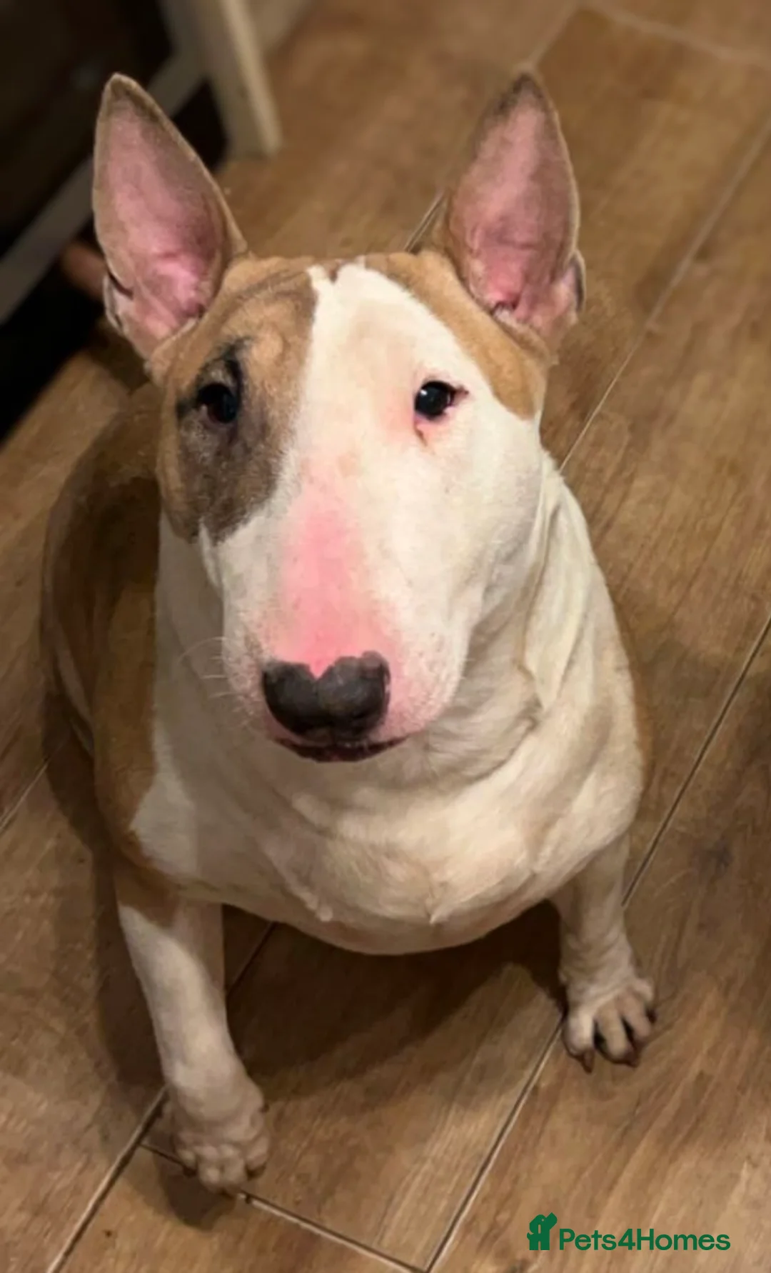 English Bull Terrier dogs for sale: Female English Bull Terrier 3yrs old in Kidderminster - Advert 3