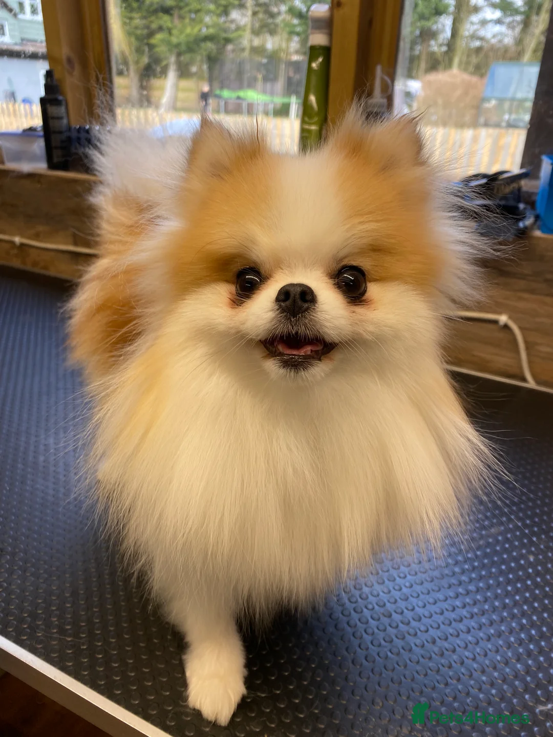 Pomeranian dogs for sale: KC Registered Female Pomeranian  - Advert 2