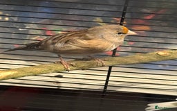 Finches birds for sale: Goldfinch mule  - Image 2