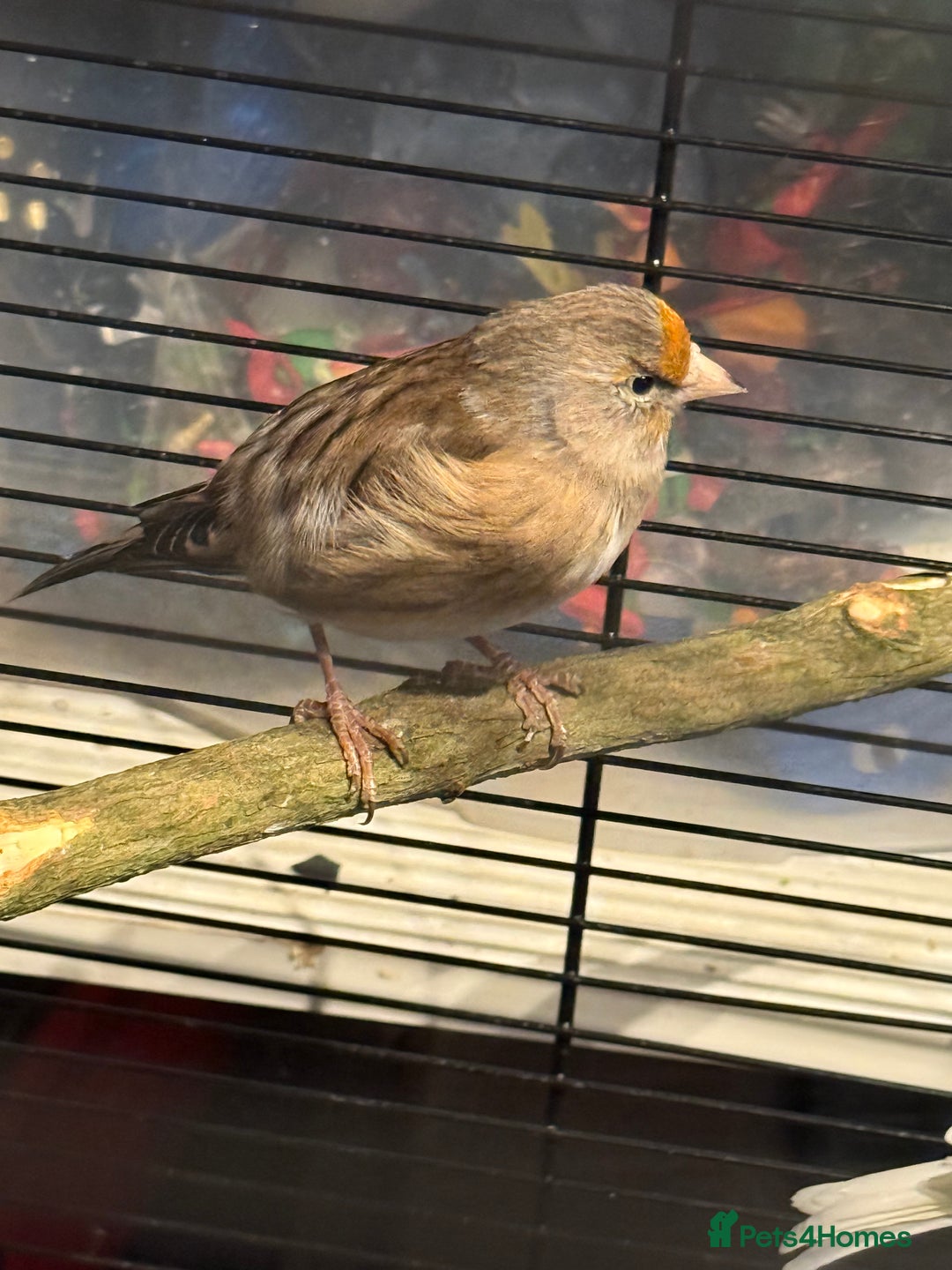 Finches birds for sale: Goldfinch mule  - Image 2