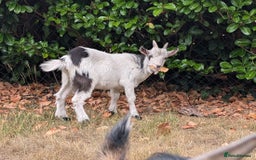 Goats livestock for sale: Baby Pygmy Goats – 2 Girls & 1 Boy (Neutered) - Image 6