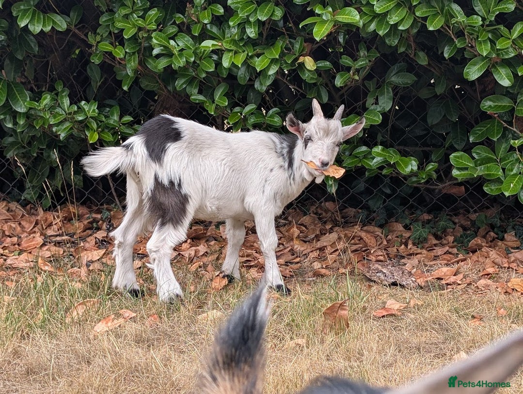 Goats livestock for sale: Baby Pygmy Goats – 2 Girls & 1 Boy (Neutered) - Image 6