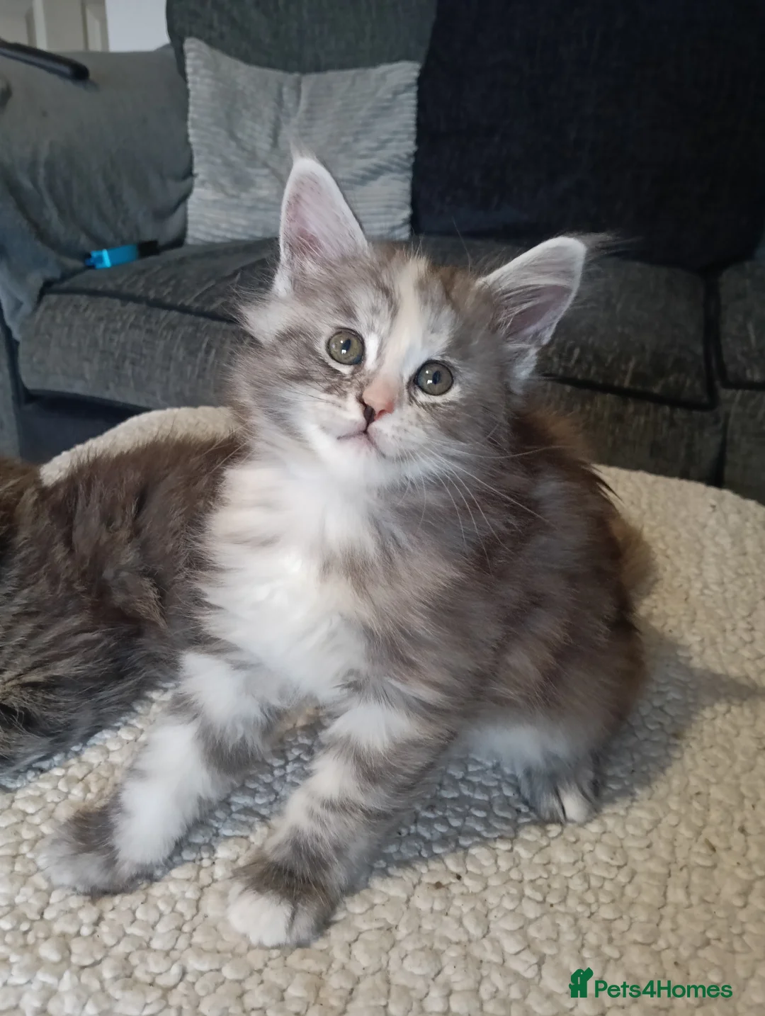 Maine Coon cats for sale: Maine coon kittens  - Advert 3
