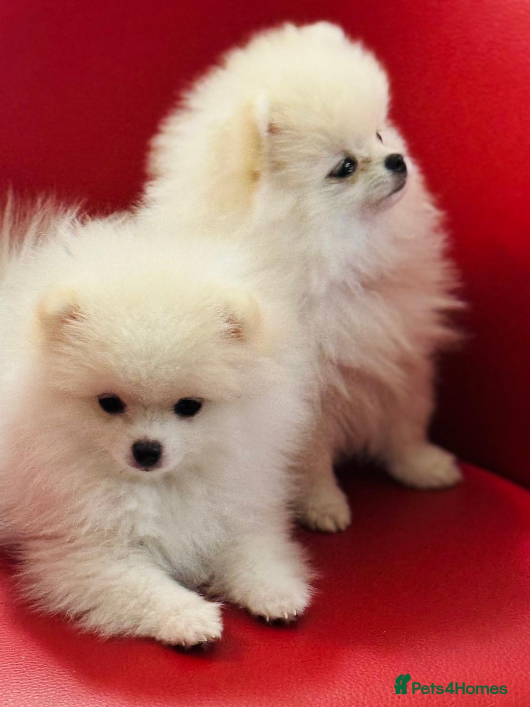 Pomeranian dogs for sale: 🐶 Adorable Pomeranian Puppies for Sale! 🐾 - Image 10