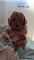 Cavapoo dogs Cavapoo Puppies-Ready 23rd-December! Mum DNA clear - Advert 3