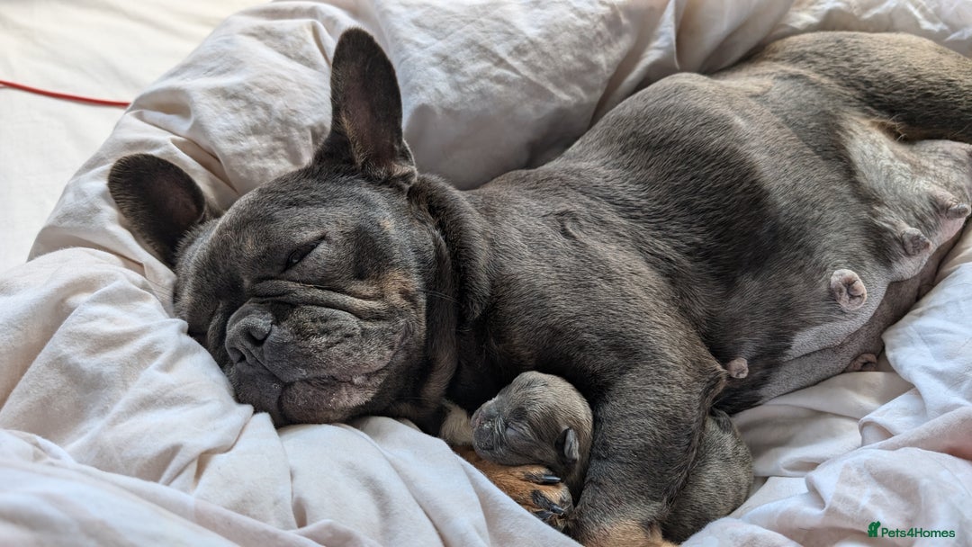 French Bulldog dogs for sale: Reduced! French bulldog male puppy  - Image 11