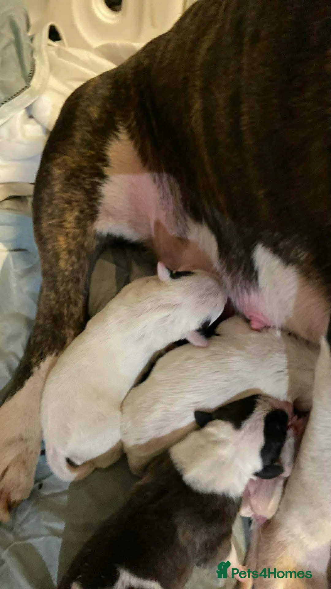 English Bull Terrier dogs for sale: English bull terrier puppies  - Advert 23